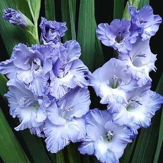Гладиолус крупноцветковый Sweet Blue (Свит Блю)